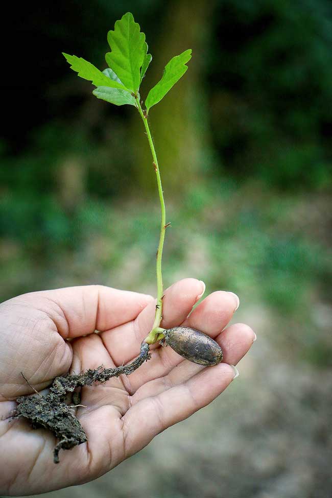 Tree Plantation